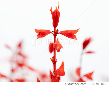 red salvia horizontal composition red salvia horizontal composition 108301868