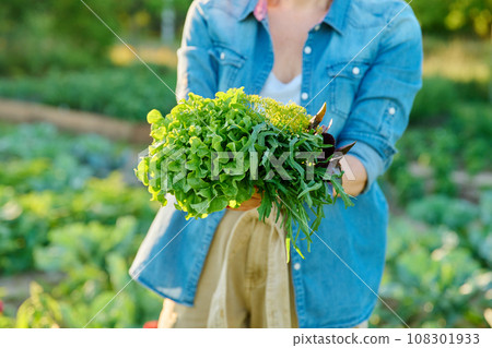 Greens, spicy herbs in hands of woman close-up in vegetable garden, farm Greens, spicy herbs in hands of woman close-up in vegetable garden, farm 108301933