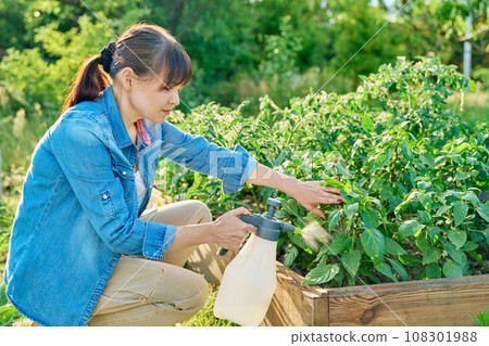 Gardener woman with spray gun spraying sweet bell pepper plant in garden Gardener woman with spray gun spraying sweet bell pepper plant in garden 108301988