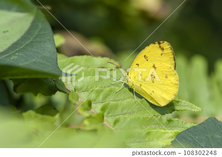 Taiwan Ghibli 108302248