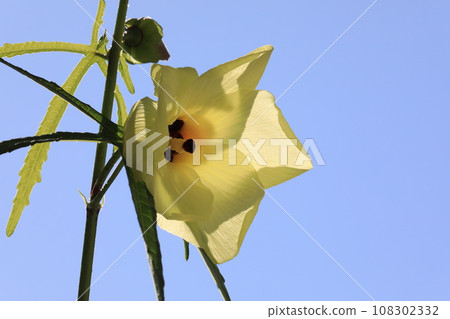 Trolloa oi 108302332