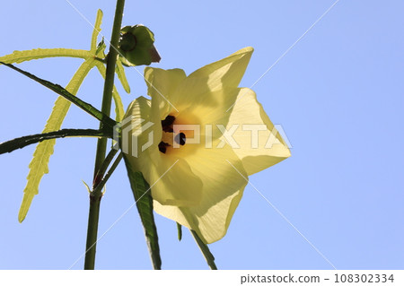 Trolloa oi 108302334