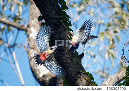 Two red-headed woodpeckers flying around in the forest as if competing with each other. 108302390