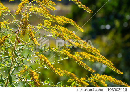 The wild flowers of Solidago altissima in autumn 108302416