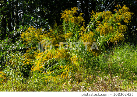The wild flowers of Solidago altissima in autumn The wild flowers of Solidago altissima in autumn 108302425