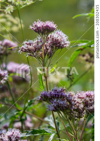 The view of Eupatorium fortunei floral plant blooming in the greenery The view of Eupatorium fortunei floral plant blooming in the greenery 108302435