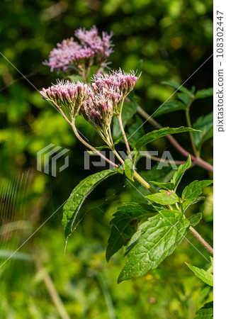 The view of Eupatorium fortunei floral plant blooming in the greenery 108302447