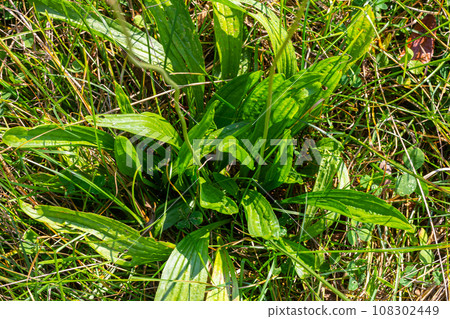 Ribwort plantain Plantago lanceolata. Medicinal plants in the garden 108302449