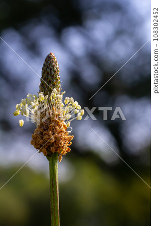 Ribwort plantain Plantago lanceolata. Medicinal plants in the garden 108302452