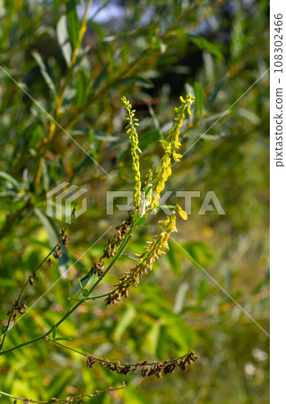Sweet clover, Melilotus officinalis, is an important medicinal plant and has white or yellow flowers 108302466