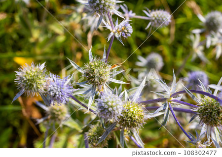 Eryngium Planum Or Blue Sea Holly - Flower Growing On Meadow. Wild Herb Plants Eryngium Planum Or Blue Sea Holly - Flower Growing On Meadow. Wild Herb Plants 108302477