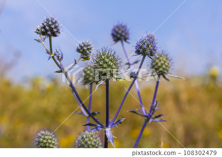 Eryngium Planum Or Blue Sea Holly - Flower Growing On Meadow. Wild Herb Plants 108302479