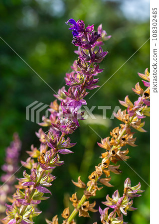 Deep violet-blue flowers, Salvia nemorosa Ostfriesland. Tall purple flower . Salvia, Nepeta. Balkan Clary - Salvia sylvestris 108302485