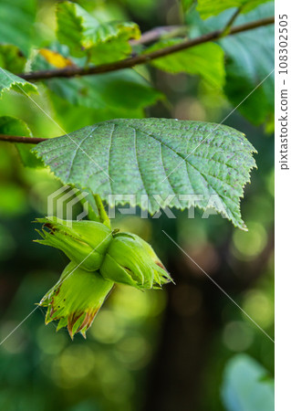 Young hazel, green hazelnut nuts, grow on a tree Young hazel, green hazelnut nuts, grow on a tree 108302505