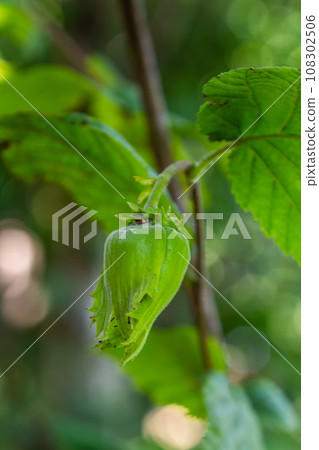 Young hazel, green hazelnut nuts, grow on a tree Young hazel, green hazelnut nuts, grow on a tree 108302506