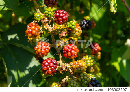 Black ripe and red ripening blackberries on green leaves background. Rubus fruticosus. Closeup of bramble branch with bunch of yummy sweet summer berries. Healthy juicy forest fruit. Natural medicine Black ripe and red ripening blackberries on green leaves background. Rubus fruticosus. Closeup of bramble branch with bunch of yummy sweet summer berries. Healthy juicy forest fruit. Natural medicine 108302507