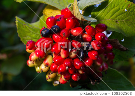 In the summer, viburnum is whole-leaved Viburnum lantana berries are ripening 108302508