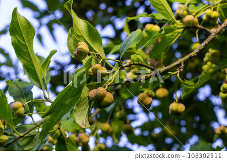 Euonymus europaeus grows in July. Euonymus europaeus, the spindle, European spindle, or common spindle, is a species of flowering plant in the family Celastraceae 108302511