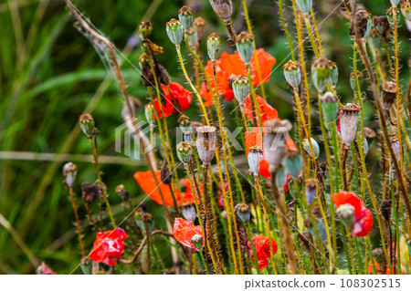 closeup of Seedpods of te corn poppy flower, selective focus with beige boke background - Papaver rhoeas 108302515