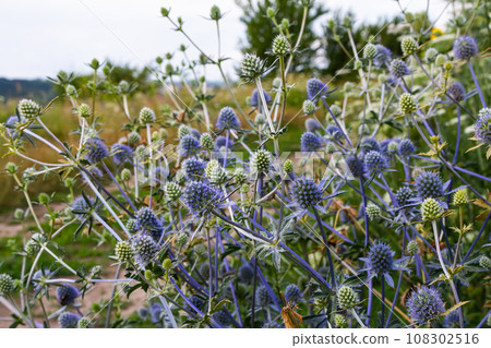 Eryngium Planum Or Blue Sea Holly - Flower Growing On Meadow. Wild Herb Plants Eryngium Planum Or Blue Sea Holly - Flower Growing On Meadow. Wild Herb Plants 108302516