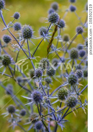 Eryngium Planum Or Blue Sea Holly - Flower Growing On Meadow. Wild Herb Plants Eryngium Planum Or Blue Sea Holly - Flower Growing On Meadow. Wild Herb Plants 108302519