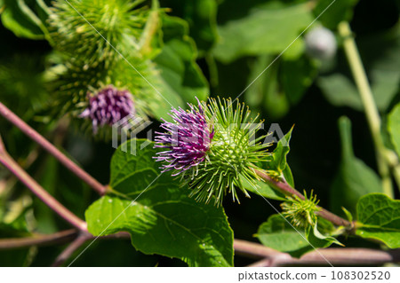 Arctium lappa - Young burdock leaves in an early summer Arctium lappa - Young burdock leaves in an early summer 108302520