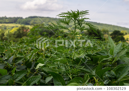 Ragweed plants Ambrosia artemisiifolia causing allergy Ragweed plants Ambrosia artemisiifolia causing allergy 108302529