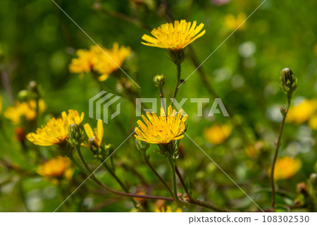 Rough Hawksbeard Crepis biennis plant blooming in a meadow Rough Hawksbeard Crepis biennis plant blooming in a meadow 108302530