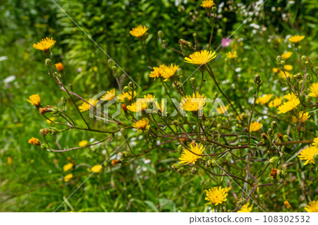 Rough Hawksbeard Crepis biennis plant blooming in a meadow 108302532