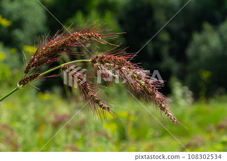 In the field, as weeds among the agricultural crops grow Echinochloa crus-galli In the field, as weeds among the agricultural crops grow Echinochloa crus-galli 108302534