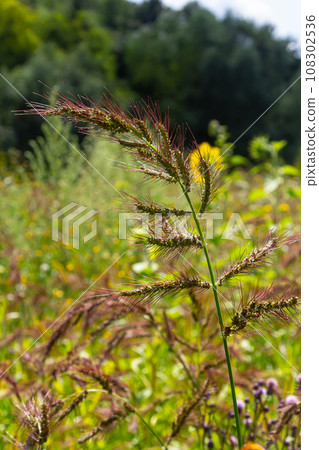 In the field, as weeds among the agricultural crops grow Echinochloa crus-galli In the field, as weeds among the agricultural crops grow Echinochloa crus-galli 108302536