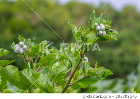 The arachnoid burdock Arctium tomentosum.Wild plants of Siberia 108302570