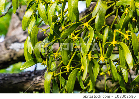 Mistletoe high up in the tree crown 108302580
