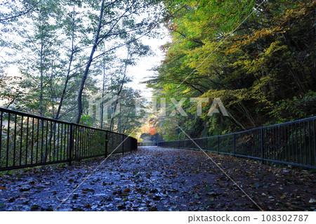 栃木縣日光市瀨戶五鄉/川俁走道上的秋葉 108302787