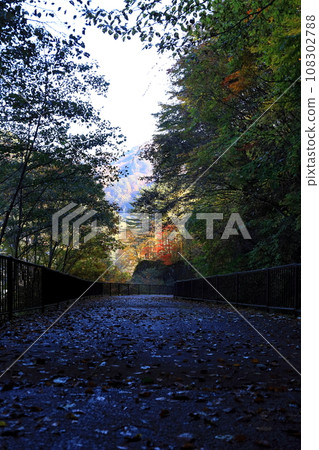 栃木縣日光市瀨戶五鄉/川俁走道上的秋葉 108302788