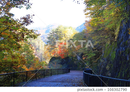 栃木縣日光市瀨戶五鄉/川俁走道上的秋葉 栃木縣日光市瀨戶五鄉/川俁走道上的秋葉 108302790