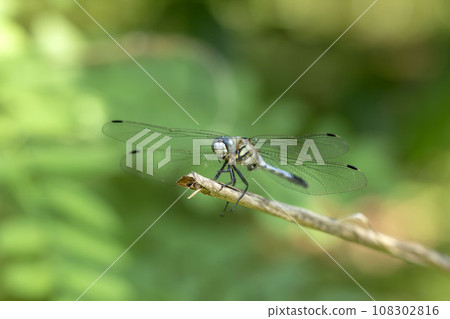 鹽卡拉通博 108302816