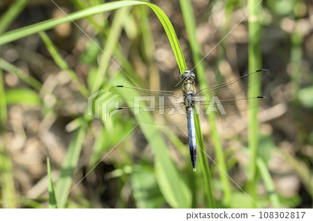 鹽卡拉通博 鹽卡拉通博 108302817