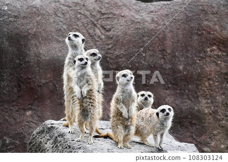 Meerkat standing and staring 108303124
