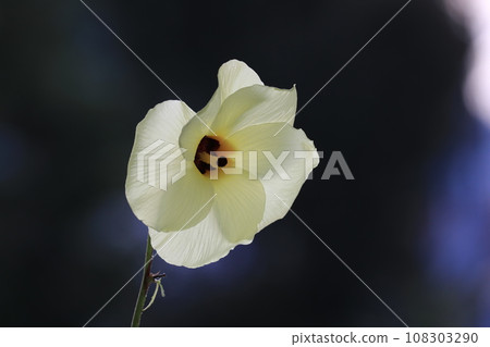 葵托羅羅 108303290