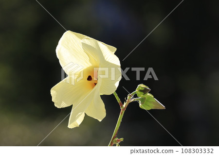 葵托羅羅 108303332