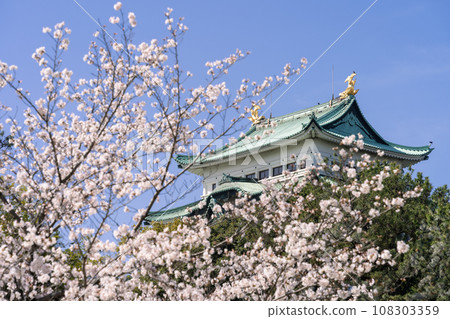 Nagoya Castle and Sakura (Yoshino cherry tree) Nagoya Castle and Sakura (Yoshino cherry tree) 108303359