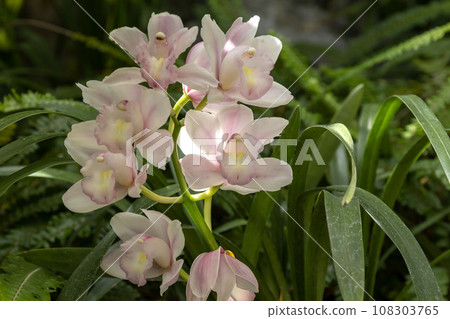 Cymbidium Cymbidium 108303765