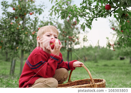 Young Child in the Apple Orchard before Harvesting. Small Toddler Boy Eating a Big Red Apple in the Fruit Garden at Fall Harvest. Basket of Apples on a Foreground. Autumn Cloudy Day, Soft Shadow. Young Child in the Apple Orchard before Harvesting. Small Toddler Boy Eating a Big Red Apple in the Fruit Garden at Fall Harvest. Basket of Apples on a Foreground. Autumn Cloudy Day, Soft Shadow. 108303803
