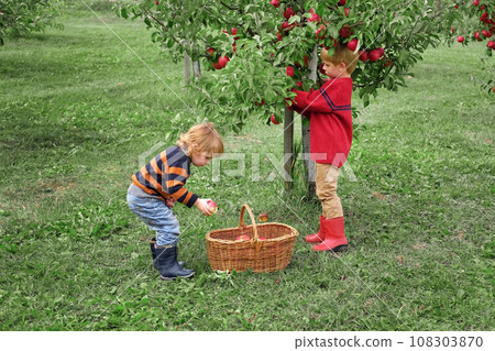 Two Young Children in the Apple Orchard before Harvesting. Small Kids Toddlers, Boy and Girl Eating Big Red Apples in Fruit Garden. Fall Harvest Basket of Fresh Apples. Autumn Cloudy Day Soft Shadow. Two Young Children in the Apple Orchard before Harvesting. Small Kids Toddlers, Boy and Girl Eating Big Red Apples in Fruit Garden. Fall Harvest Basket of Fresh Apples. Autumn Cloudy Day Soft Shadow. 108303870