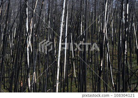 burned forest after wildfire. burned forest after wildfire. 108304121