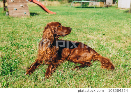 Cute red Irish setter dog resting on green grass in the setting sun. Walk the dog in the summer in the park. Cute red Irish setter dog resting on green grass in the setting sun. Walk the dog in the summer in the park. 108304254