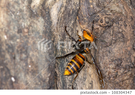 Hornet Hornet 108304347