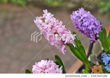 Hyacinth flowers Fon Dante, Aida, Broadway growing close up 108304386