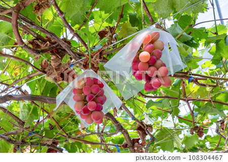 高品質紅葡萄 Queen Rouge 葡萄架 108304467